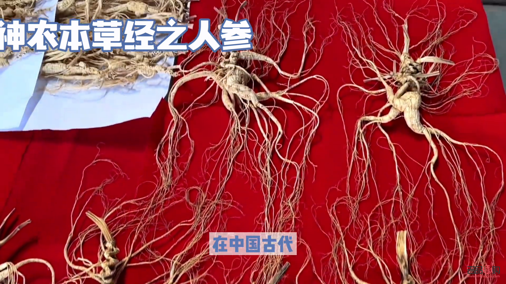本草身體護理液怎么用(本草身體護理液怎么用的)