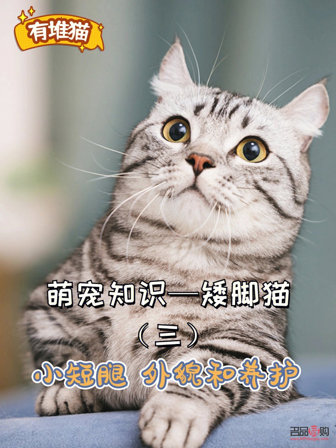 短腿貓如何護理好身體(短腿貓如何護理好身體呢)