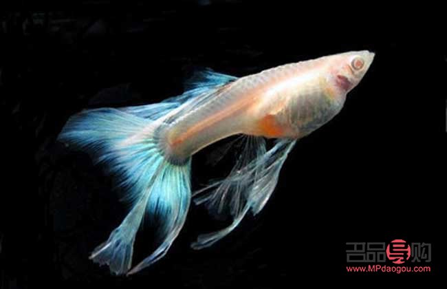 怎樣護(hù)理孔雀魚(yú)身體(怎樣護(hù)理孔雀魚(yú)身體最好)