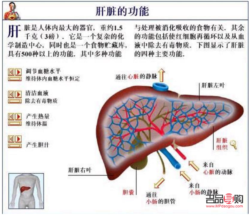 <h3>身體護理對肝臟的保健作用</h3>