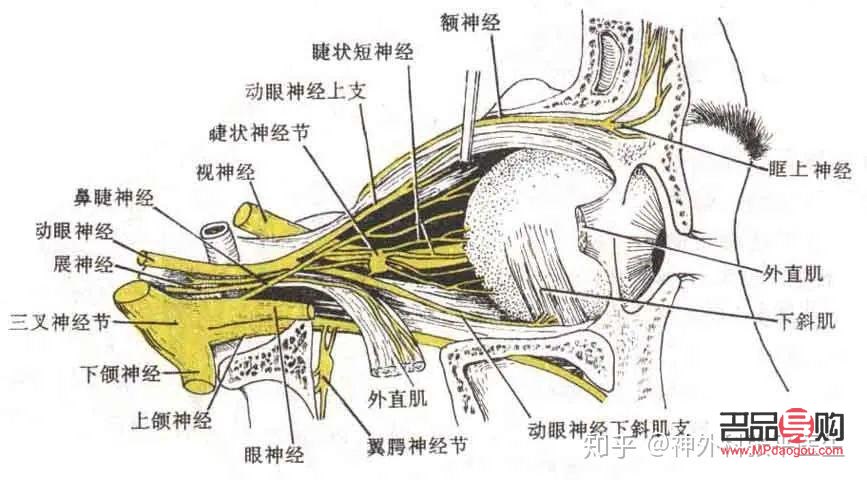 <h3>眼周神經痙攣的治療方法</h3>