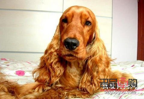 英卡美容全攻略：打造靚麗毛發的秘訣