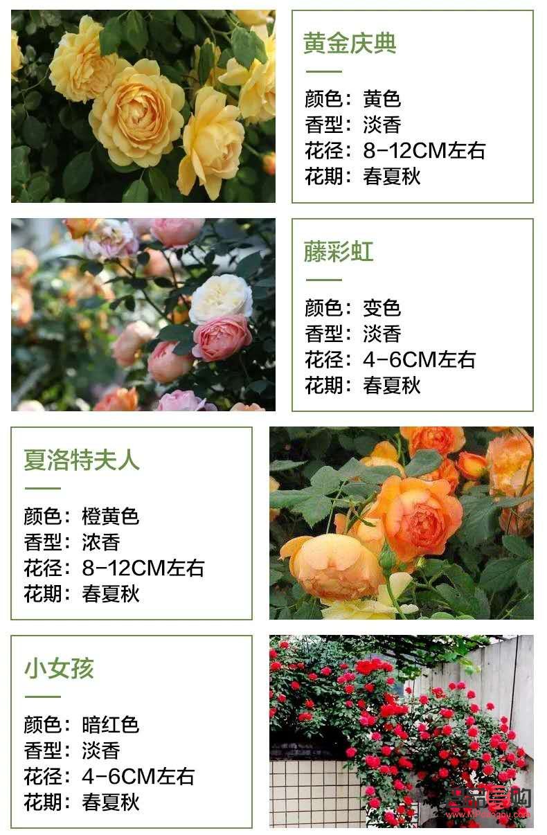 月季花的美容搭配秘籍