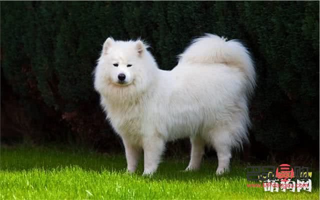 <h1>薩摩耶美容寶典：打造靚麗愛犬的全方位指南</h1>