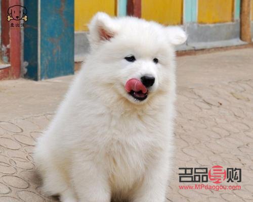 &amp;lt;h1&amp;gt;薩摩耶美容寶典：打造靚麗愛犬的全方位指南&amp;lt;/h1&amp;gt;
