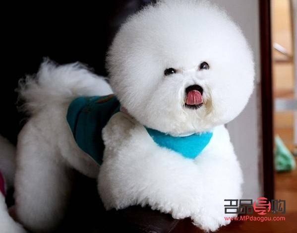 狗月子怎么護理身體(狗月子怎么護理身體好)