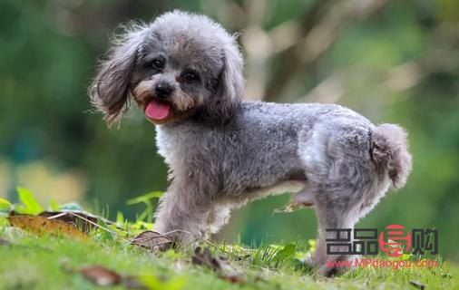 <h3>泰迪身體護理全攻略</h3>