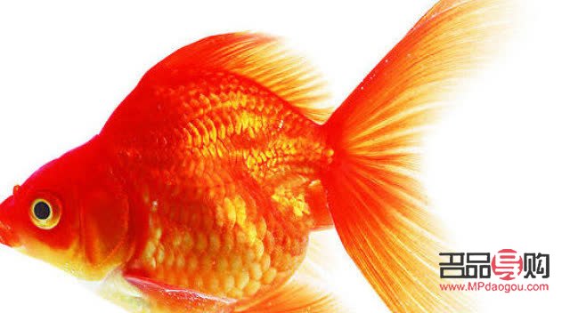 送禮佳選：寓意吉祥的觀賞魚