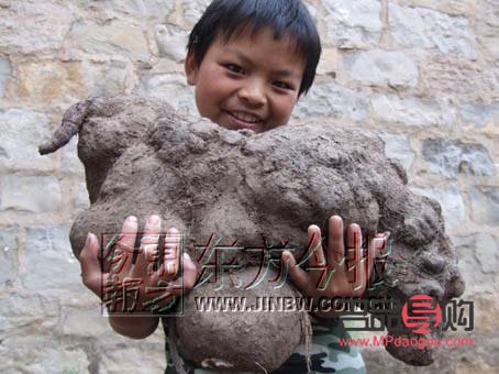 何首烏與美容：古老草藥的現代魅力