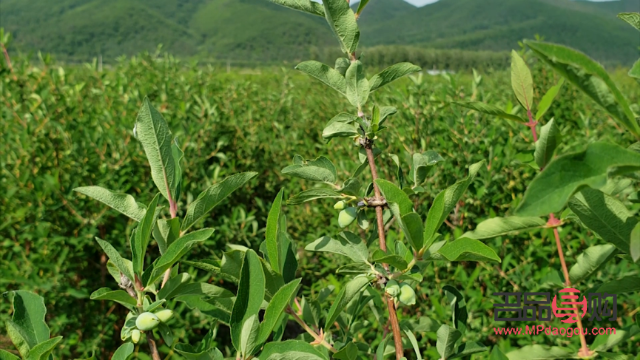 蜂蜜美容秘籍：讓肌膚甜蜜煥發的使用方法