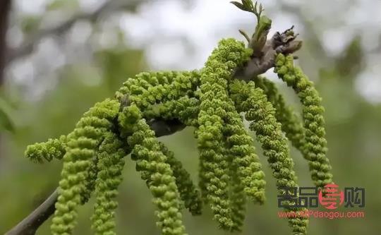 核桃花能美容嗎(核桃花能美容嗎怎么吃)