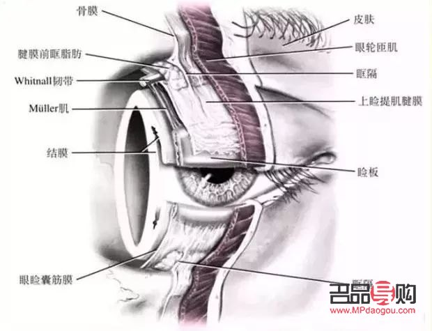 雙眼皮變成單眼皮還能變回去嗎(雙眼皮變成單眼皮還能變回去嗎圖片)