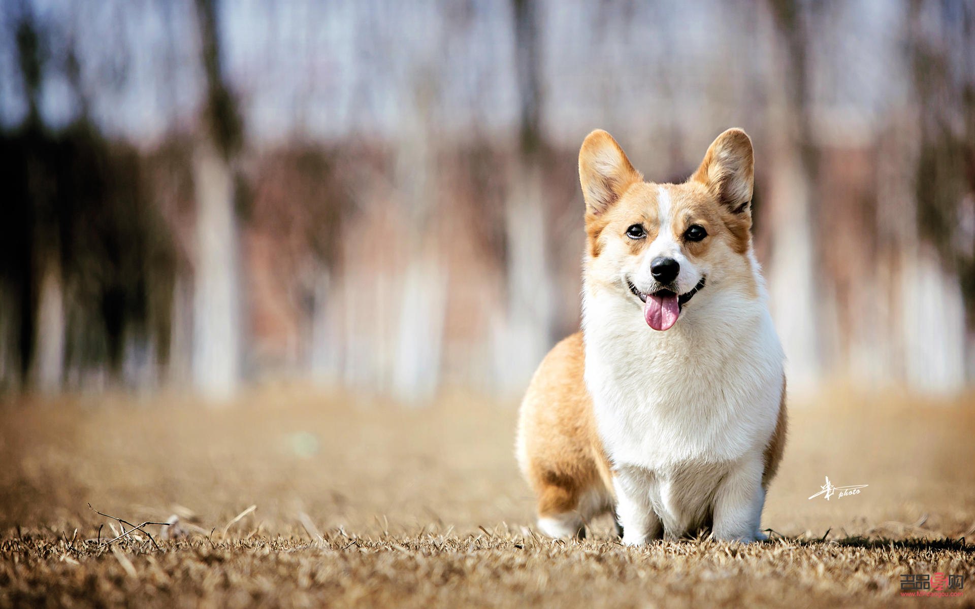 <h3>柯基犬的身體護(hù)理全攻略</h3>