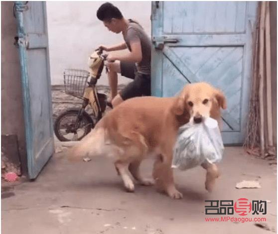 怎么要金毛聽(tīng)話的禮物(怎么要金毛聽(tīng)話的禮物給主人)