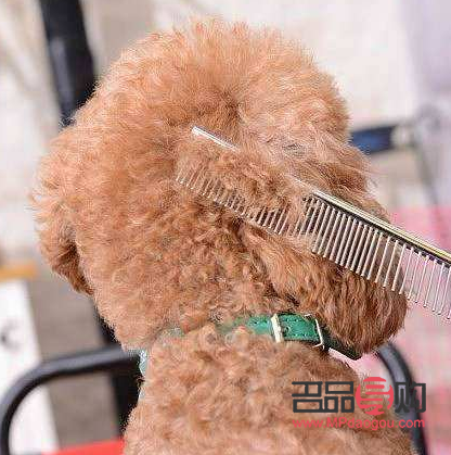 &amp;lt;h1&amp;gt;泰迪美容全攻略：打造萌寵新造型&amp;lt;/h1&amp;gt;