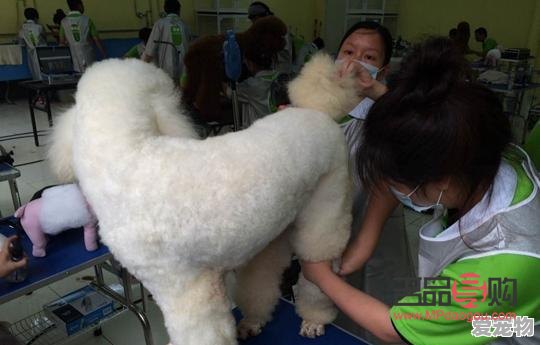 大型犬美容費(fèi)用探究