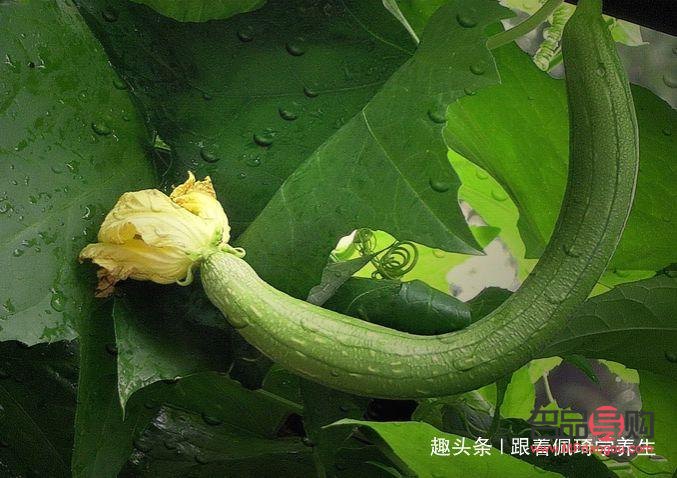 <h3>絲瓜的美容功效深度解析</h3>