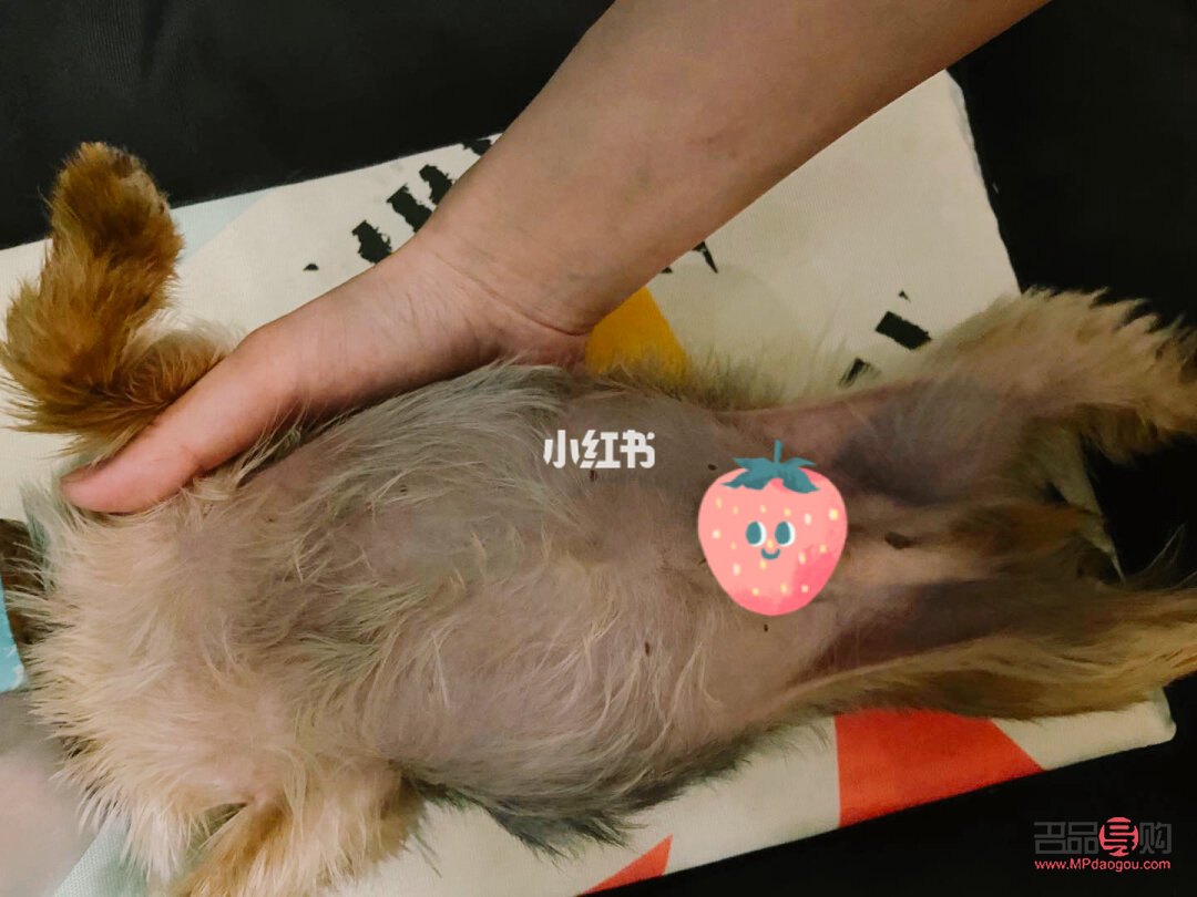 腹水狗的日常護理與健康管理