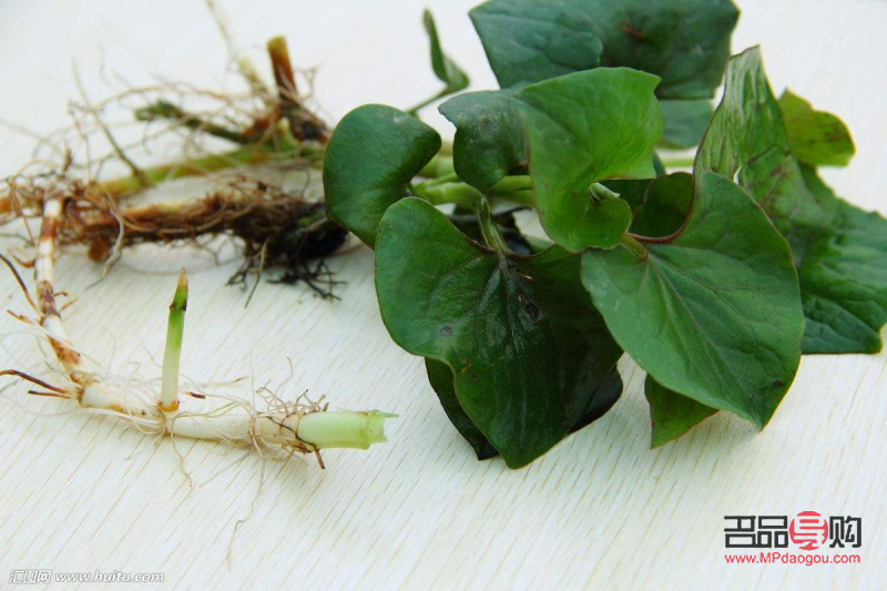 <h3>魚(yú)腥草的美容功效探究</h3>