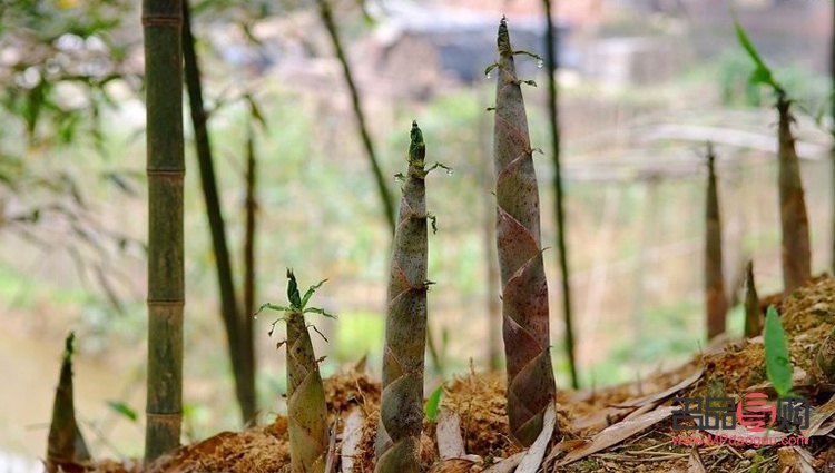 竹筍美容嗎(竹筍能美容嗎)