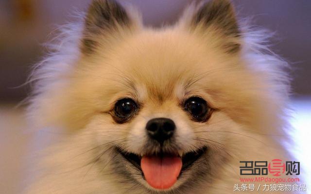 <h3>狗狗禮物名字好嗎？探討寵物命名文化的魅力與深意</h3>