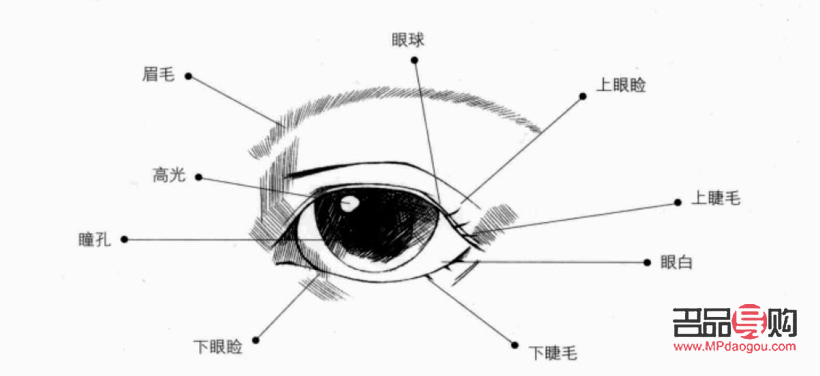 內眼角與外眼角：眼部結構的重要部位