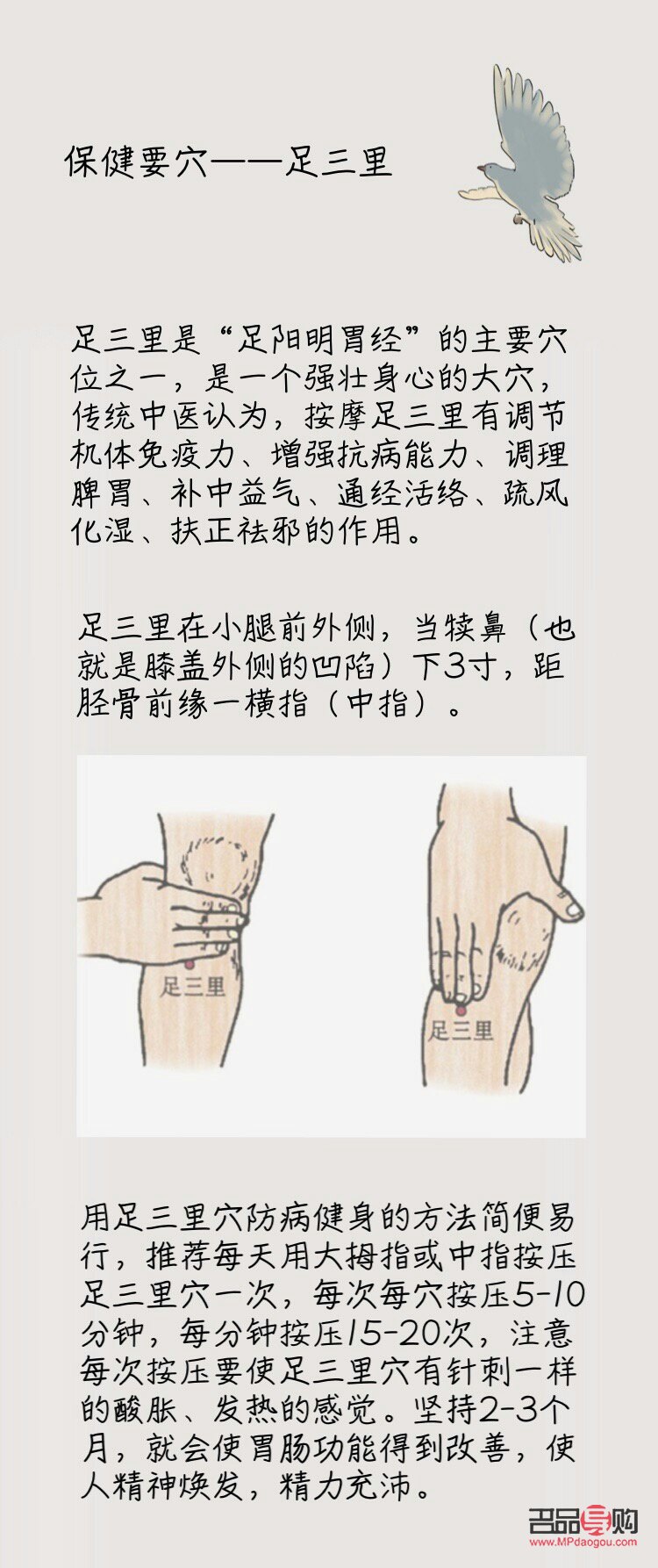 <h3>足三里穴位與美容：傳統中醫的智慧</h3>