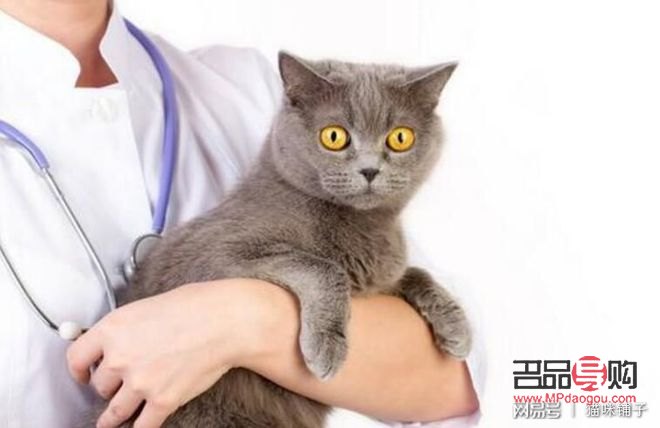 <h1>貓咪身體護理全攻略，讓愛寵健康又靚麗</h1>