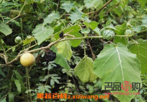 刺天茄美容嗎(刺天茄美容嗎有效果嗎)