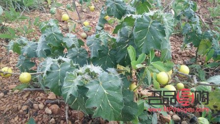 刺天茄美容嗎(刺天茄美容嗎有效果嗎)