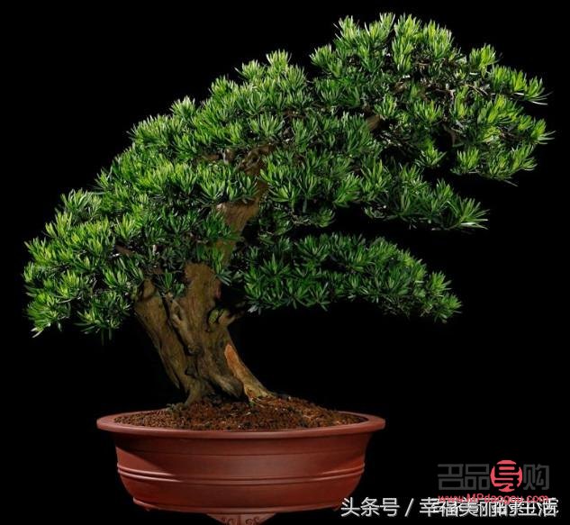 禮物的麻繩綁扎技巧視頻教程