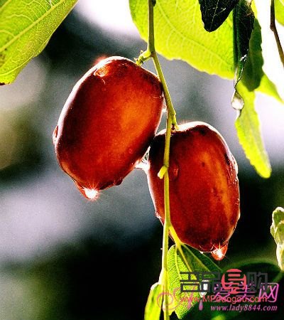 紅棗美容功效深究，吃出健康美麗新篇章