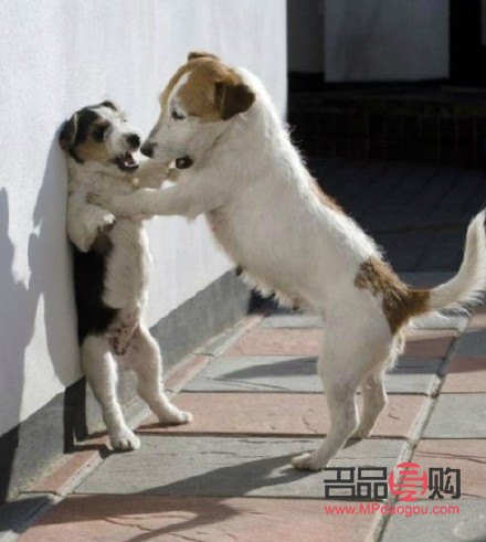 <h3>韓國寵物美容文化：狗狗的美容護理深受重視</h3>
