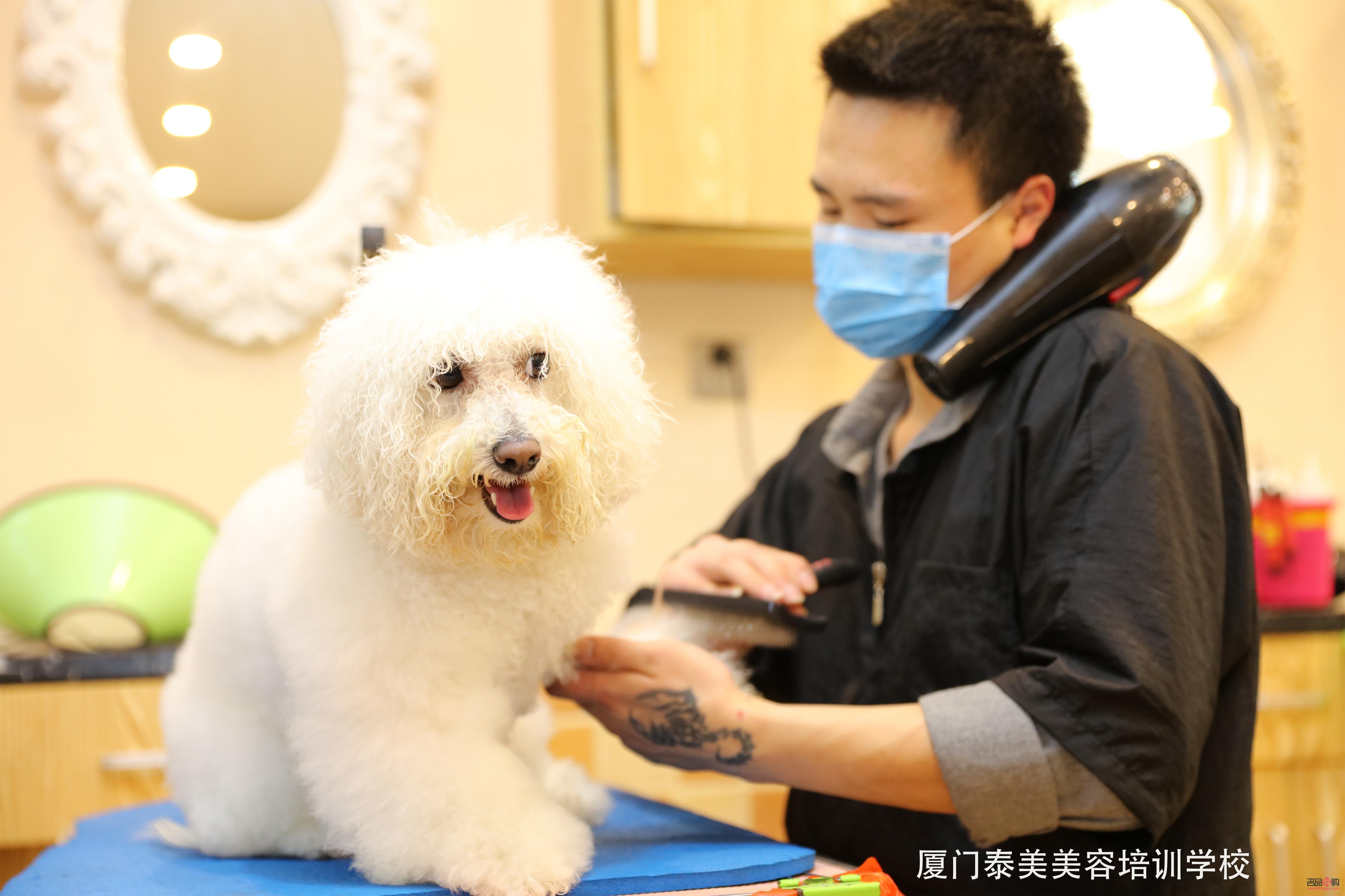 當寵物美容怎么樣(當寵物美容怎么樣呢)