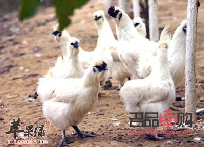 <h3>烏雞的美容功效探究</h3>