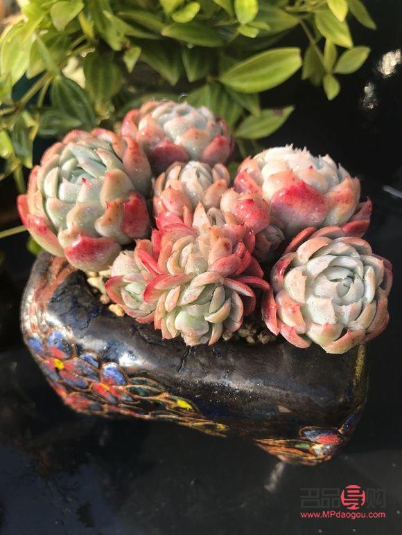 身體護理小太陽怎么做(身體護理小太陽怎么做好)