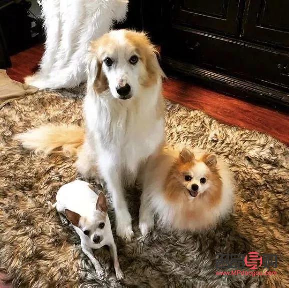 <h3>愛犬美容全攻略：打造靚麗汪星人的秘訣</h3>