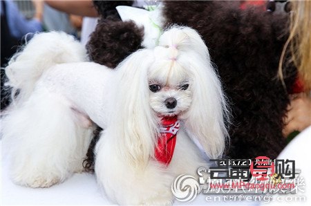 愛犬美容全攻略：打造靚麗汪星人的秘訣