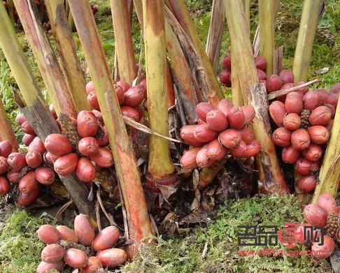 草果在美容領域的潛力與實際應用