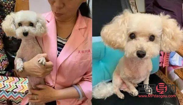 美容院最怕什么狗(美容院最怕別人告什么)