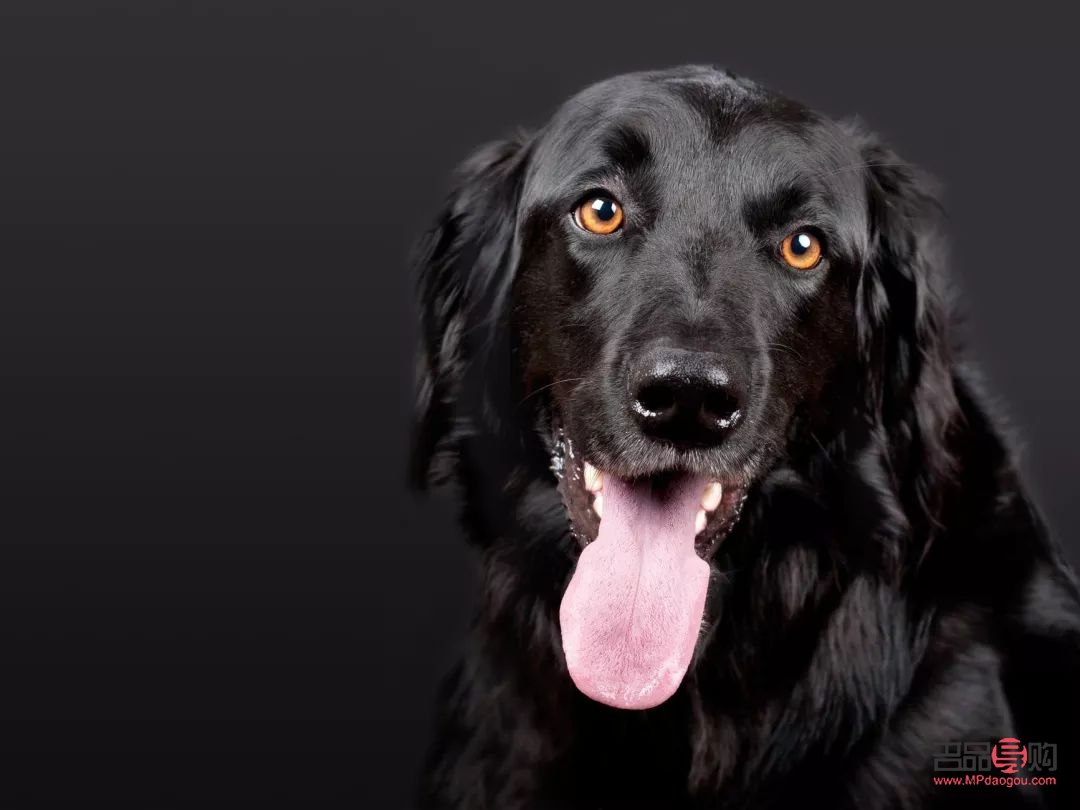 <h3>春天愛犬護理全攻略：呵護狗狗健康，享受溫暖時光</h3>