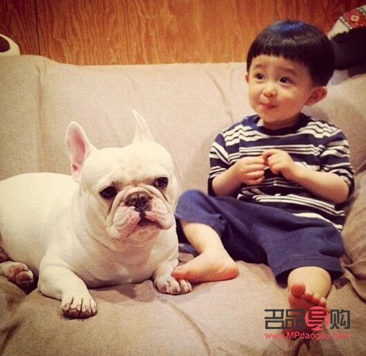 <h3>春天愛犬護理全攻略：呵護狗狗健康，享受溫暖時光</h3>