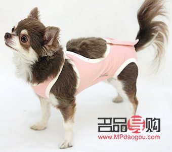 春天愛犬護理全攻略：呵護狗狗健康，享受溫暖時光