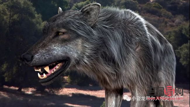 冰原狼怎么護理身體(冰原狼怎么護理身體健康)