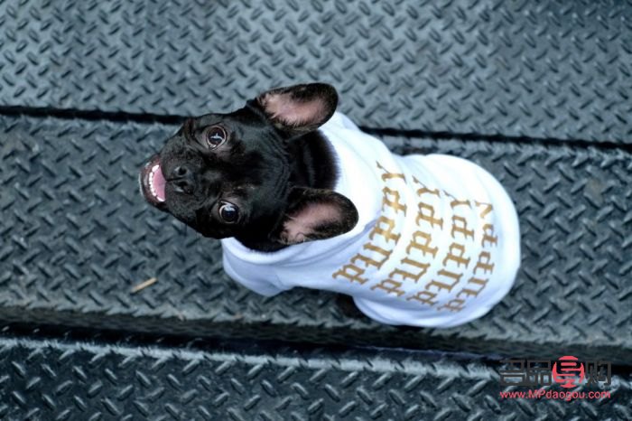 &amp;lt;h1&amp;gt;愛犬日常護理指南——打造健康亮麗的狗狗形象&amp;lt;/h1&amp;gt;