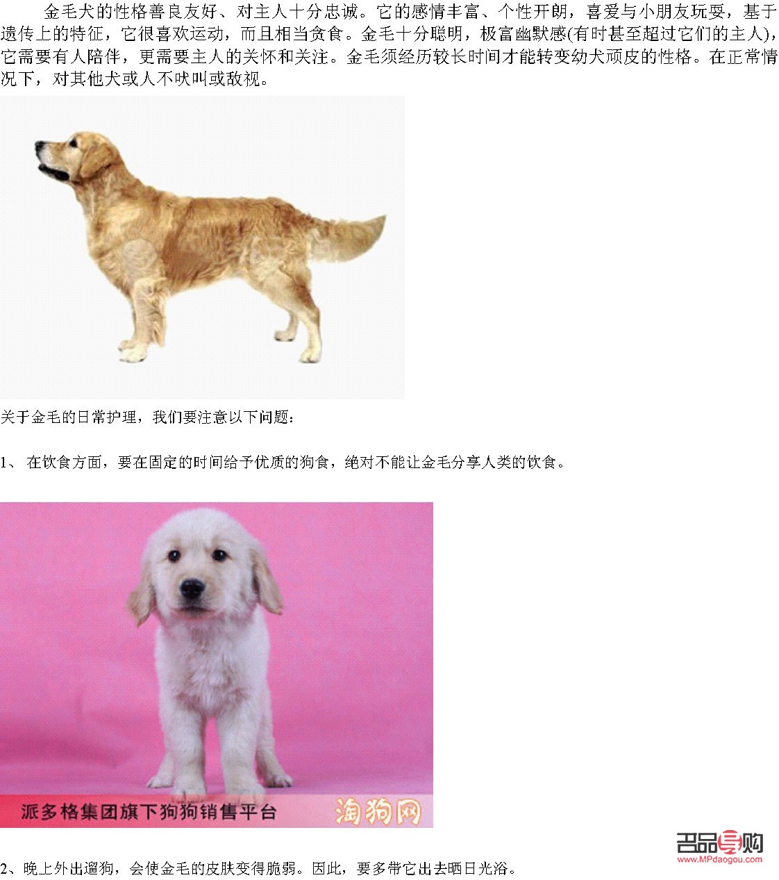<h3>金毛護理身體全攻略</h3>