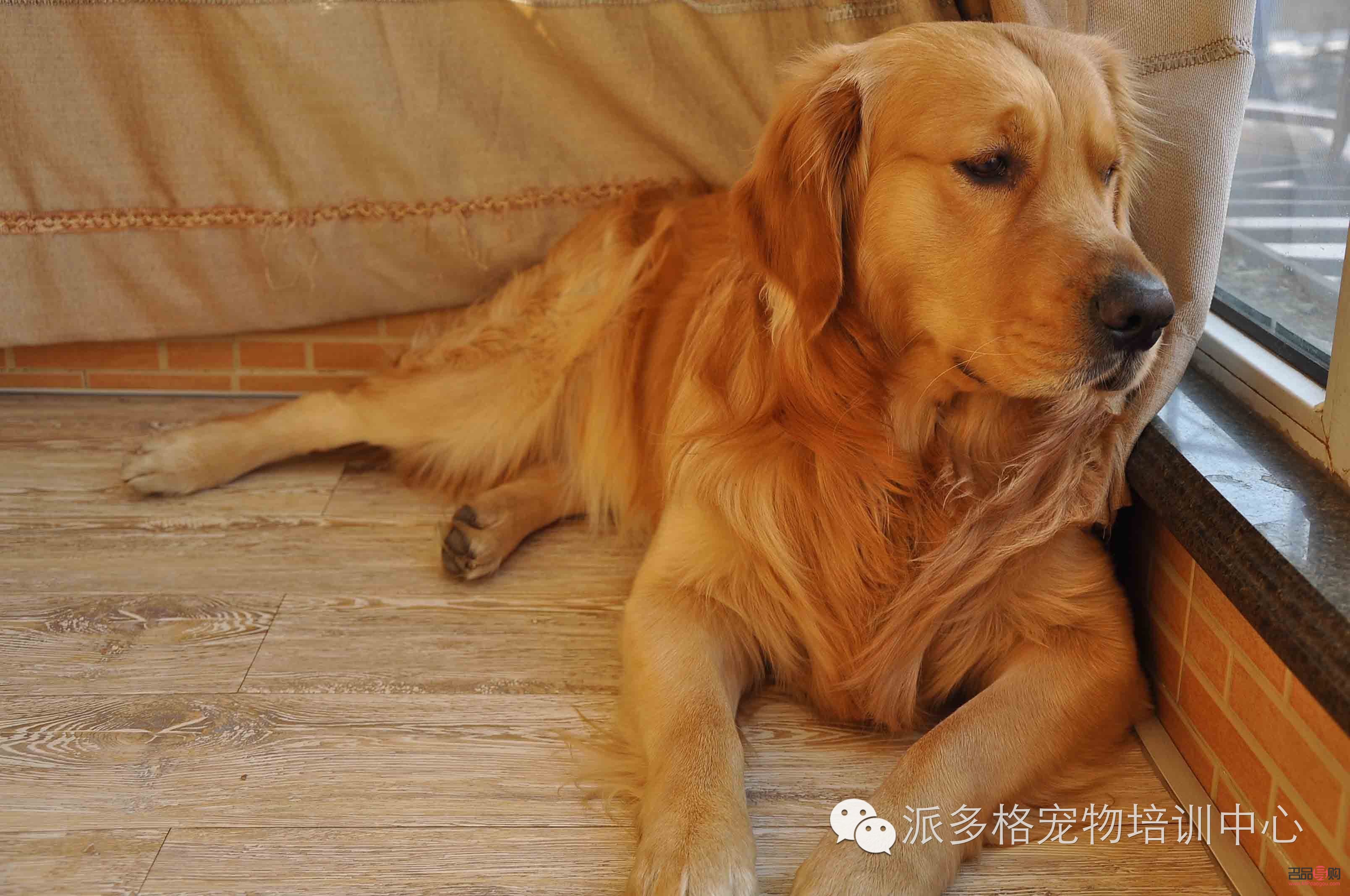 金毛護理身體全攻略