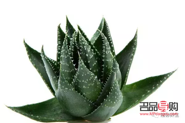 美容蘆薈的種類及其獨特功效