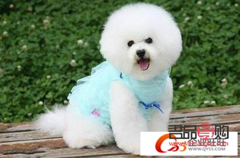 比熊犬何時適合進行美容？