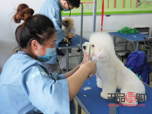 如何學寵物美容(如何學寵物美容專業)